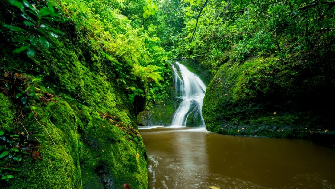 Small waterfall flowing through lush green moss-covered rocks and dense forest vegetation.