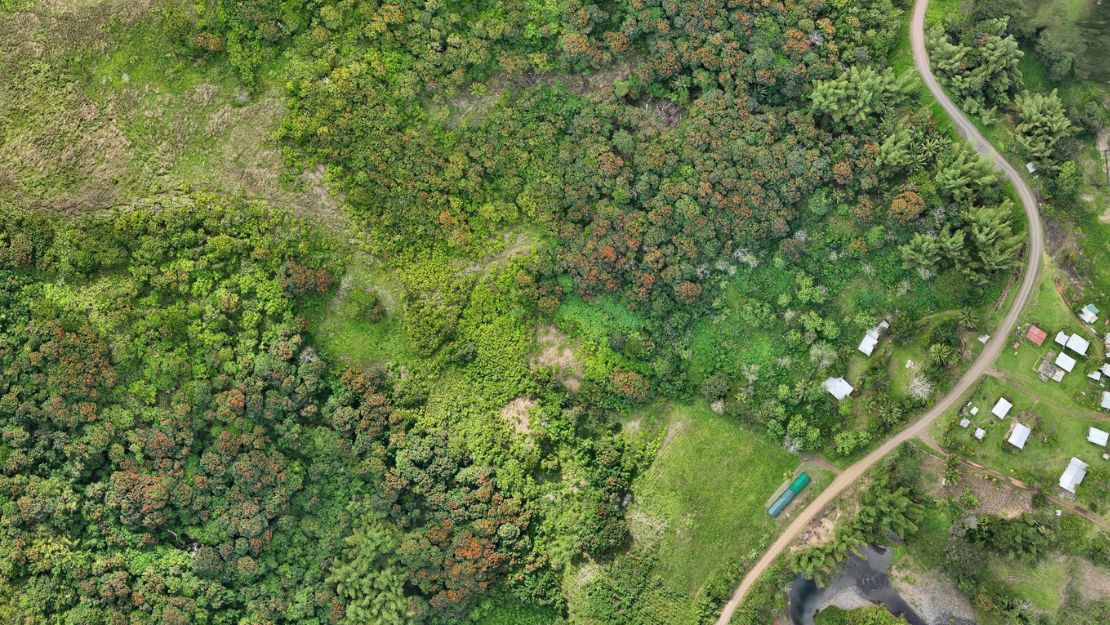 Aerial view of a winding dirt road passing through dense green forest and scattered small buildings in a rural area.