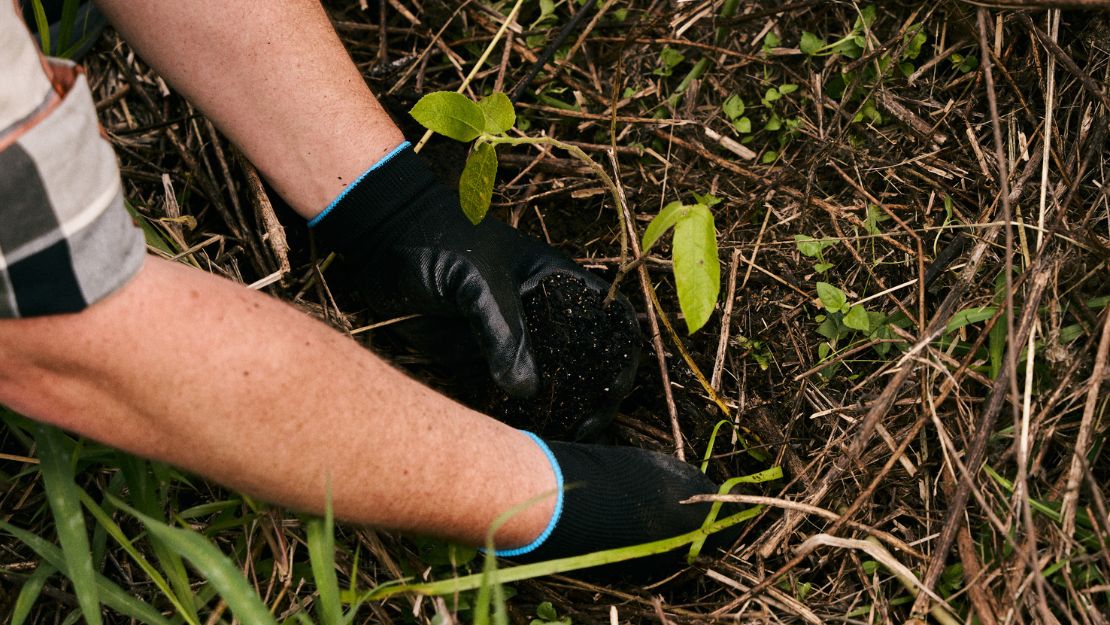 Person wearing black gloves planting a small seedling in soil surrounded by grass and twigs outdoors.
