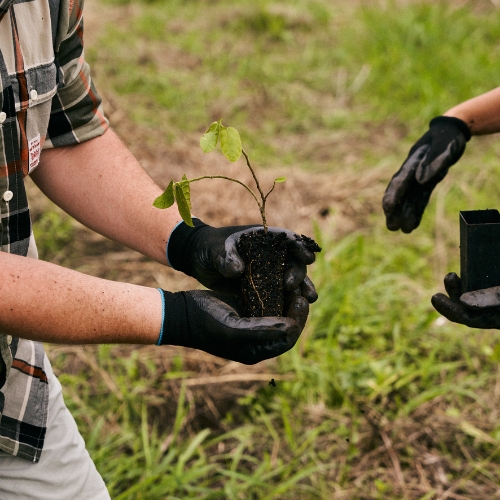 A person wearing black gloves, holding a small seedling with soil, preparing to plant outdoors in a green area.