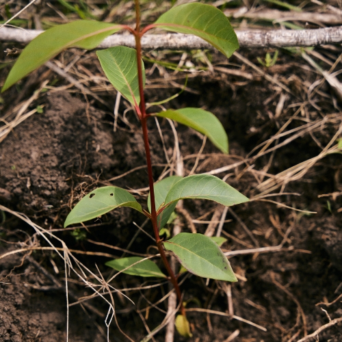Young plant with green leaves and reddish stem growing in dry soil with scattered dried grass and twigs.