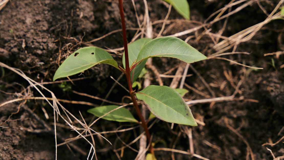 Young plant with green leaves and reddish stem growing in dry soil with scattered dried grass and twigs.