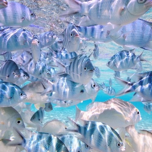 A school of small, striped fish swim in clear blue tropical water.