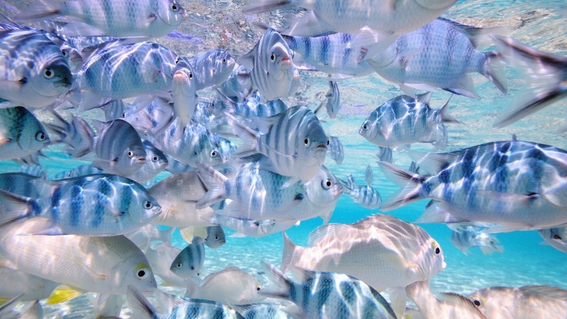 A school of small, striped fish swim in clear blue tropical water.