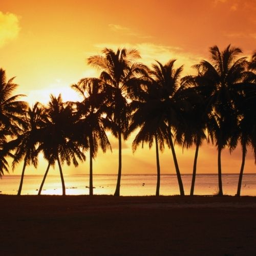 Silhouetted palm trees against a vibrant orange sunset over the ocean.