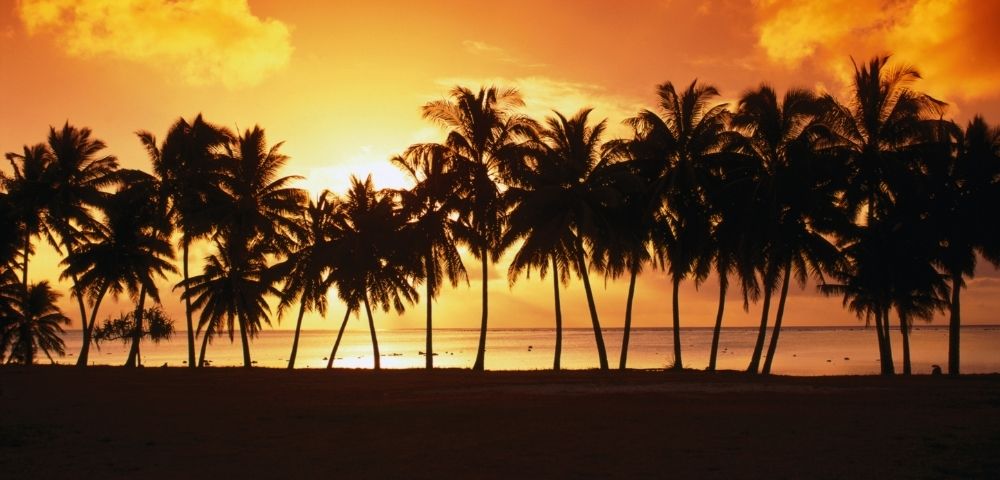 Silhouetted palm trees against a vibrant orange sunset over the ocean.