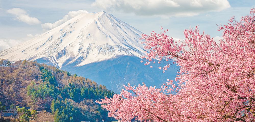 Snow-capped mountain peak framed by vibrant pink cherry blossoms under a pale blue, cloudy sky.