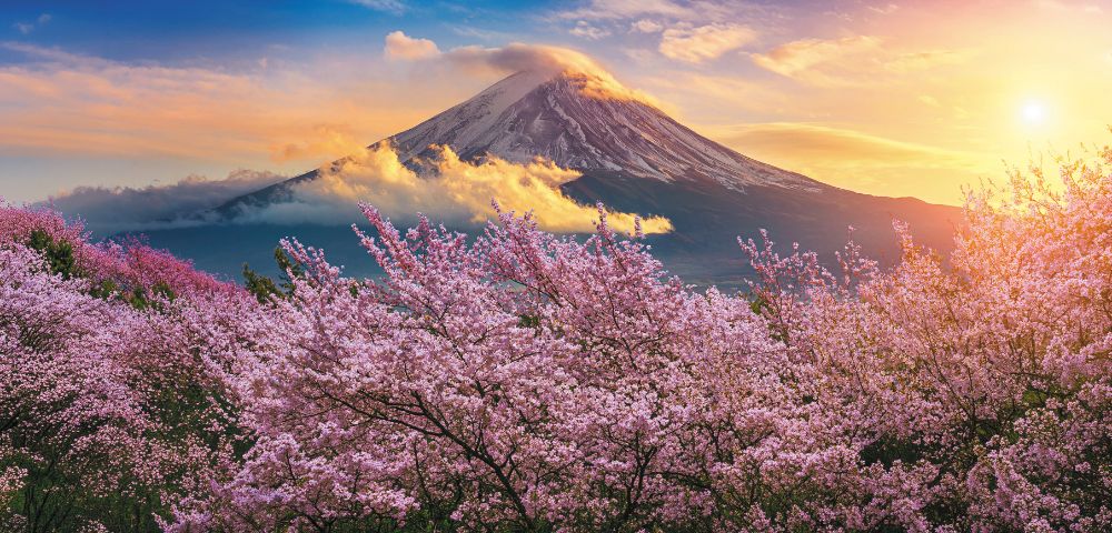 Snow-capped Mount Fuji in Japan shrouded in clouds, with vibrant pink cherry blossoms in the foreground during a colorful sunrise.