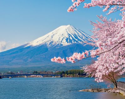 Snow-capped Mount Fuji against a clear blue sky, with blooming pink cherry blossoms in the foreground.