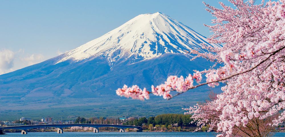 Snow-capped Mount Fuji against a clear blue sky, with blooming pink cherry blossoms in the foreground.