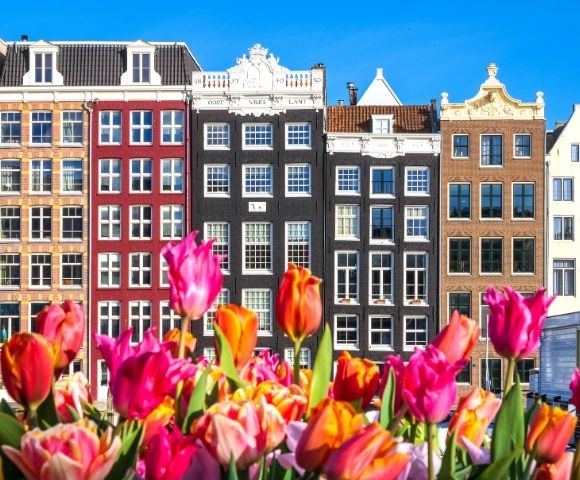 A vibrant foreground of pink, orange, and red tulips contrasts with a row of colorful, narrow Dutch canal houses under a clear blue sky.