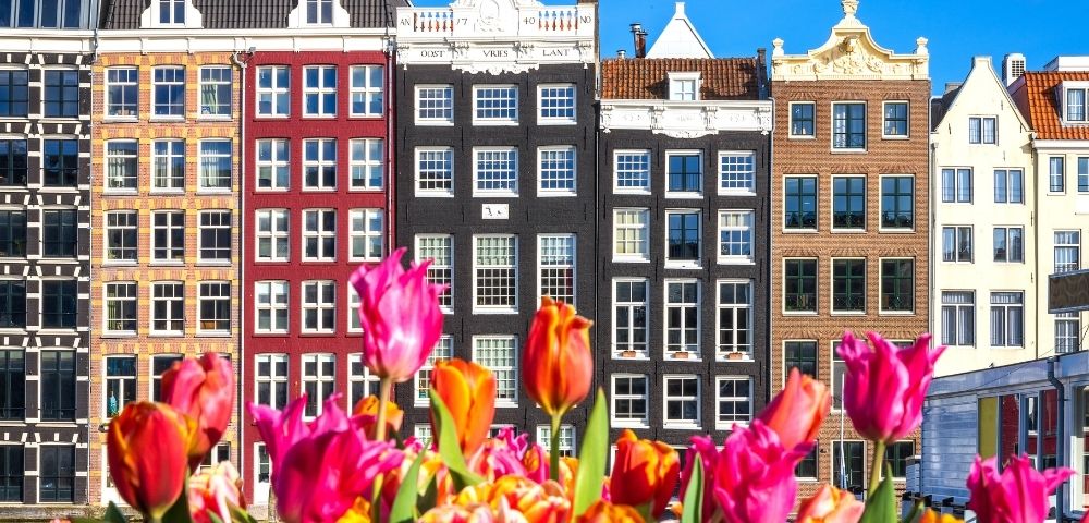 A vibrant foreground of pink, orange, and red tulips contrasts with a row of colorful, narrow Dutch canal houses under a clear blue sky.