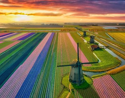 Aerial view of a Dutch landscape at sunset featuring rows of colorful blooming flowers, windmills, and canals.