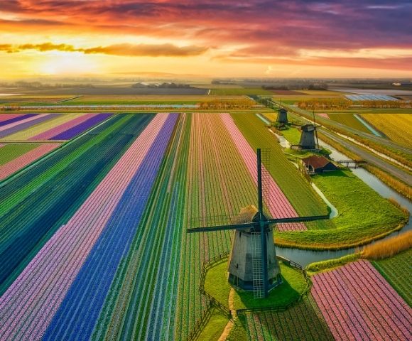 Aerial view of a Dutch landscape at sunset featuring rows of colorful blooming flowers, windmills, and canals.
