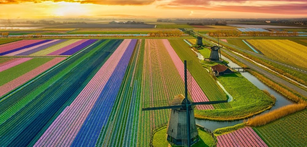 Aerial view of a Dutch landscape at sunset featuring rows of colorful blooming flowers, windmills, and canals.