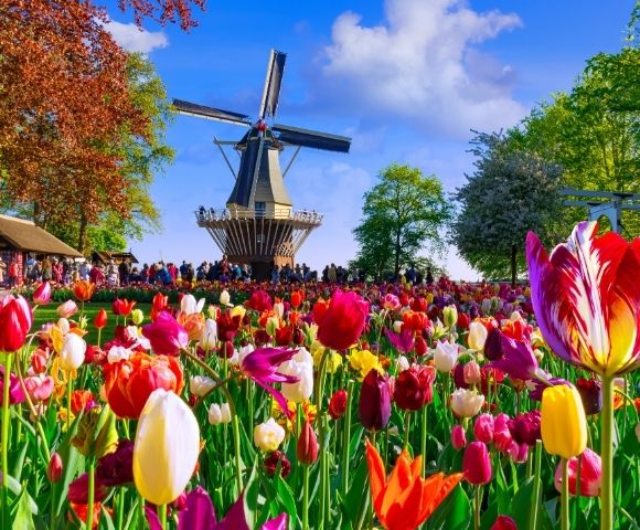 A vibrant field of colorful tulips in bloom, with a traditional Dutch windmill and onlookers in the background under a bright blue sky.