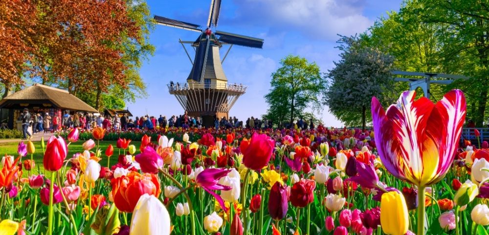 A vibrant field of colorful tulips in bloom, with a traditional Dutch windmill and onlookers in the background under a bright blue sky.