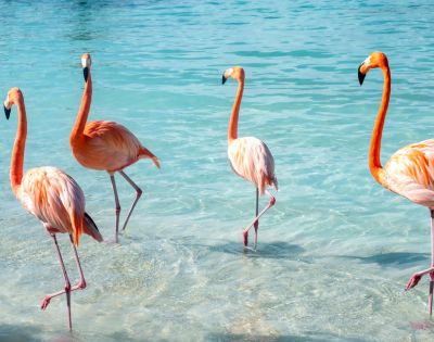 Four pink flamingos stand in clear turquoise water, with their long necks curved.
