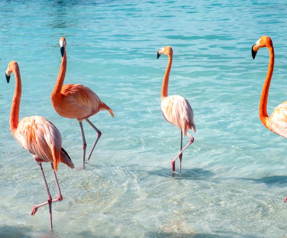 Four pink flamingos stand in clear turquoise water, with their long necks curved.
