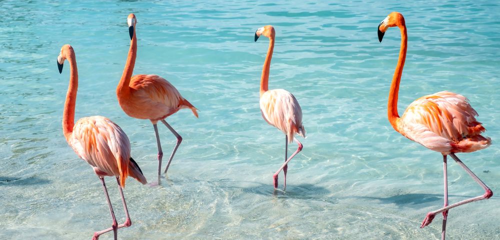 Four pink flamingos stand in clear turquoise water, with their long necks curved.