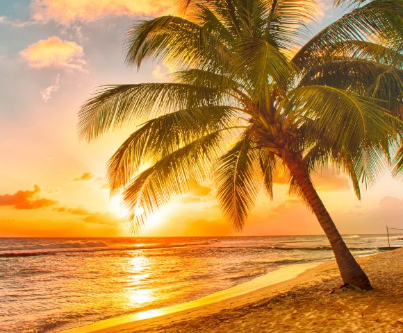 Two palm trees frame a vibrant sunset over a tropical beach, with golden sand and calm ocean waves reflecting the fiery sky.