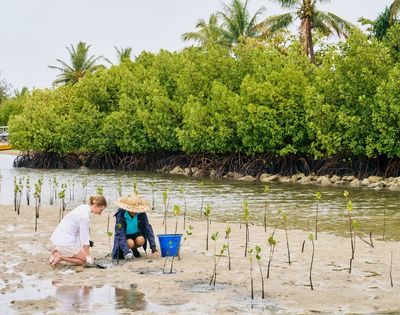 Two individuals are planting mangrove saplings along a shoreline, surrounded by lush greenery and water.