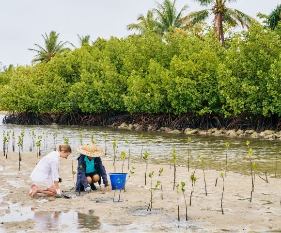 Two individuals are planting mangrove saplings along a shoreline, surrounded by lush greenery and water.