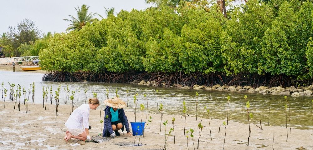 Two individuals are planting mangrove saplings along a shoreline, surrounded by lush greenery and water.