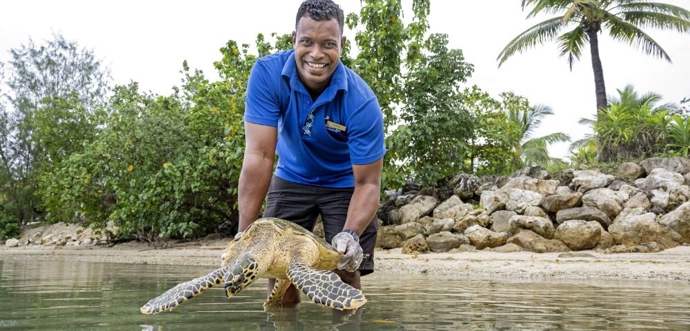 A person in a blue shirt is holding a turtle in shallow water near a beach with greenery and rocks in the background.
