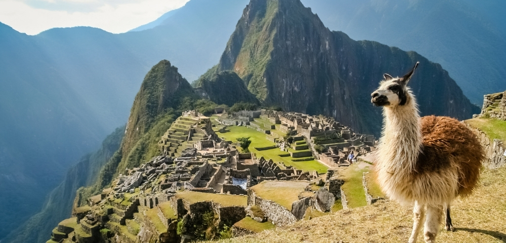Llama overlooking Machu Picchu’s ancient Inca ruins, green terraces, and dramatic Andes mountains beneath a bright, partly cloudy sky.