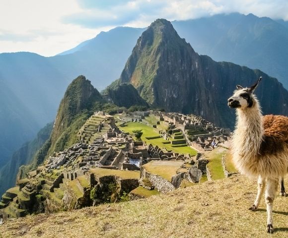 Llama overlooking Machu Picchu’s ancient Inca ruins, green terraces, and dramatic Andes mountains beneath a bright, partly cloudy sky.