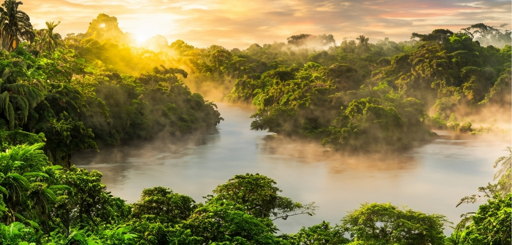 Misty river winding through lush tropical rainforest at sunrise, with golden sunlight, layered green canopy, and a tranquil, dreamlike atmosphere.
