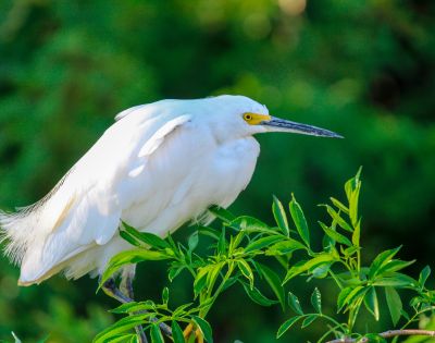 A white bird with a yellow beak perched on a branch, surrounded by green foliage.