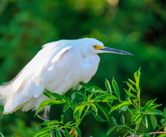 A white bird with a yellow beak perched on a branch, surrounded by green foliage.