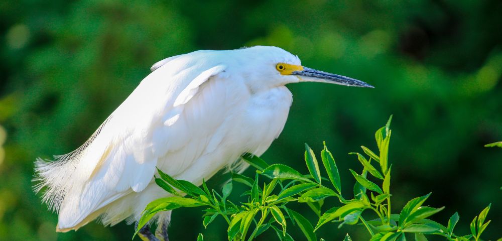 A white bird with a yellow beak perched on a branch, surrounded by green foliage.
