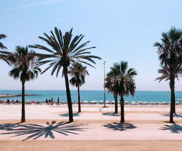 A row of tall palm trees stands in the foreground, casting shadows on a sandy promenade overlooking a crowded beach and the blue ocean under a clear sky.