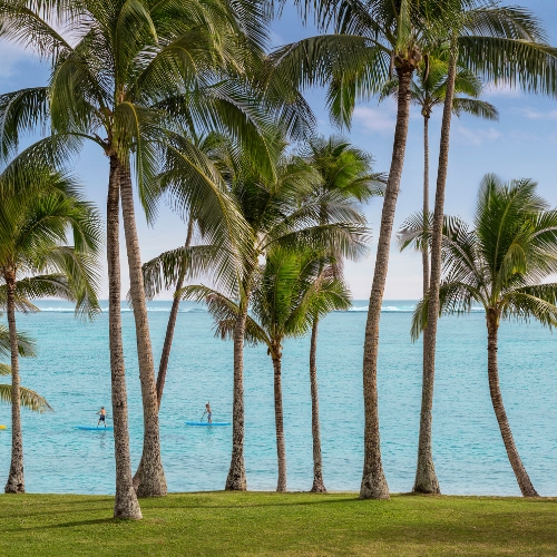 Tall coconut palms frame a calm turquoise beach, grassy shore, paddleboarders offshore, and blue skies, creating a peaceful tropical scene.