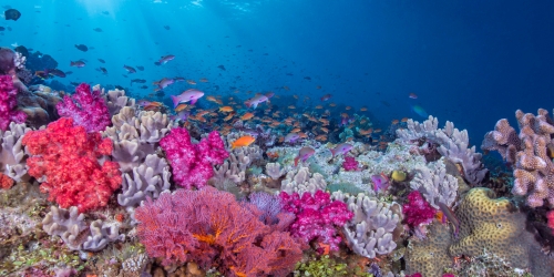 Vibrant underwater coral reef with pink, red, purple, and blue corals, schools of small fish, and clear blue water creating a lively scene.