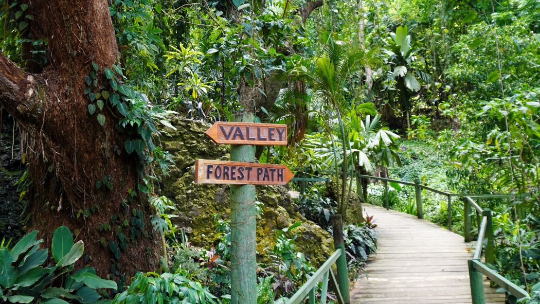 Wooden boardwalk winds through lush tropical rainforest, with signs reading “VALLEY” and “FOREST PATH,” creating a tranquil nature scene.