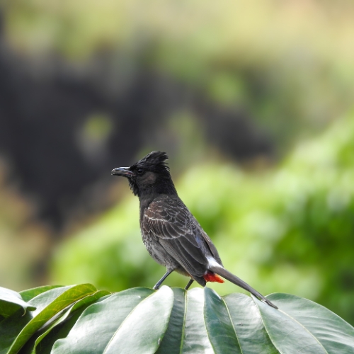 A crested black bird with a red patch near its tail perches on glossy green leaves, its profile set against a soft, lush forest background.