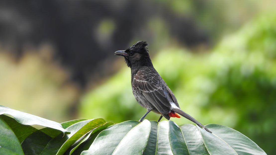 A crested black bird with a red patch near its tail perches on glossy green leaves, its profile set against a soft, lush forest background.