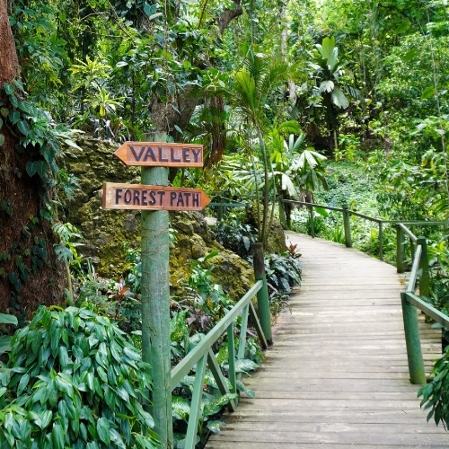 Wooden boardwalk winds through lush tropical rainforest, with signs reading “VALLEY” and “FOREST PATH,” creating a tranquil nature scene.