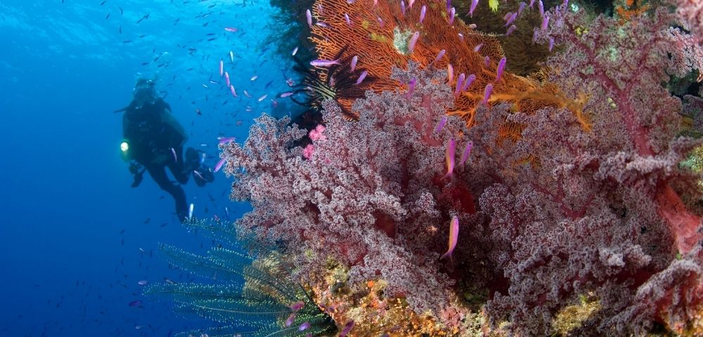 Scuba diver explores a vibrant coral reef, surrounded by colorful sea fans, soft corals, tropical fish, and shimmering blue water.