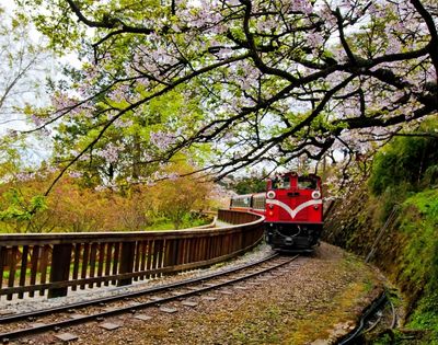 A red train travels along curved tracks through a lush forest landscape, framed by overhanging branches covered in delicate pink cherry blossoms.