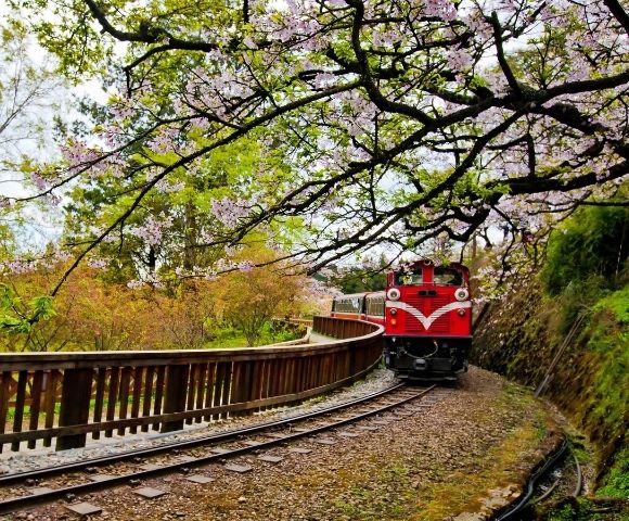 A red train travels along curved tracks through a lush forest landscape, framed by overhanging branches covered in delicate pink cherry blossoms.