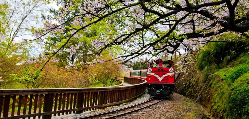 A red train travels along curved tracks through a lush forest landscape, framed by overhanging branches covered in delicate pink cherry blossoms.