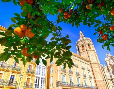 A view of orange trees with ripe oranges in the foreground, contrasting against a sunny blue sky and the historic architecture of a building and a tall bell tower in the background.