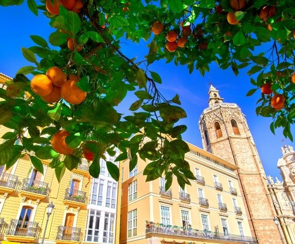 A view of orange trees with ripe oranges in the foreground, contrasting against a sunny blue sky and the historic architecture of a building and a tall bell tower in the background.