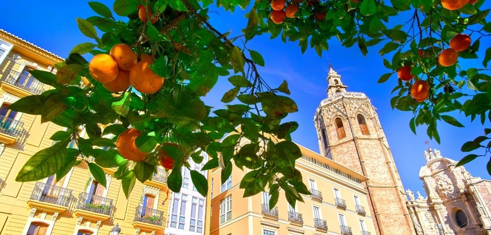 A view of orange trees with ripe oranges in the foreground, contrasting against a sunny blue sky and the historic architecture of a building and a tall bell tower in the background.