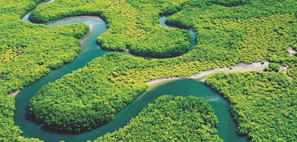 Aerial view of a winding river flowing through a lush, dense mangrove forest, with vibrant green foliage covering the landscape.